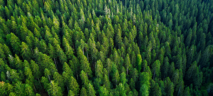 Luftaufnahme eines dichten Waldes mit Accoya-Holz.