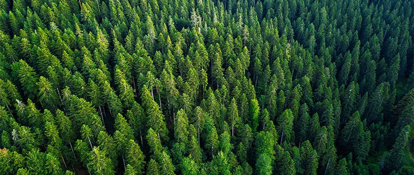 Luftaufnahme eines dichten Waldes mit Accoya-Holz.