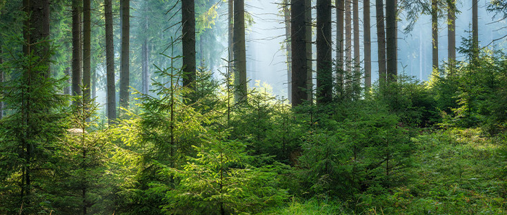 Dichter Fichtenwald mit hohen, geraden Stämmen, jungen Bäumen am Waldboden und Sonnenstrahlen, die durch das Blätterdach fallen.