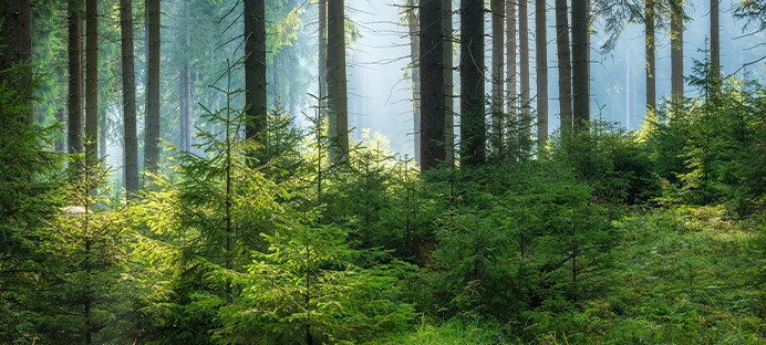 Dichter Fichtenwald mit hohen, geraden Stämmen, jungen Bäumen am Waldboden und Sonnenstrahlen, die durch das Blätterdach fallen.