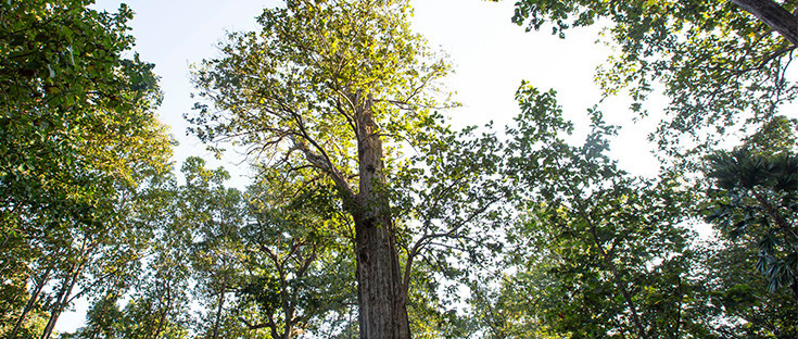 Blick nach oben in die Kronen von Teak-Bäumen.