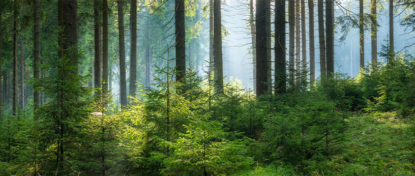 Dichter Fichtenwald mit hohen, geraden Stämmen, jungen Bäumen am Waldboden und Sonnenstrahlen, die durch das Blätterdach fallen.