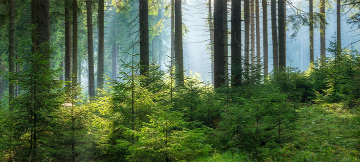 Dichter Fichtenwald mit hohen, geraden Stämmen, jungen Bäumen am Waldboden und Sonnenstrahlen, die durch das Blätterdach fallen.