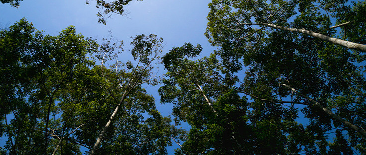 Blick nach oben in die Kronen von Bangkirai-Bäumen.