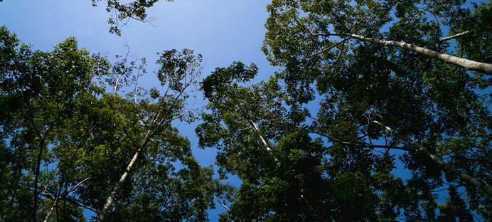 Blick nach oben in die Kronen von Bangkirai-Bäumen.