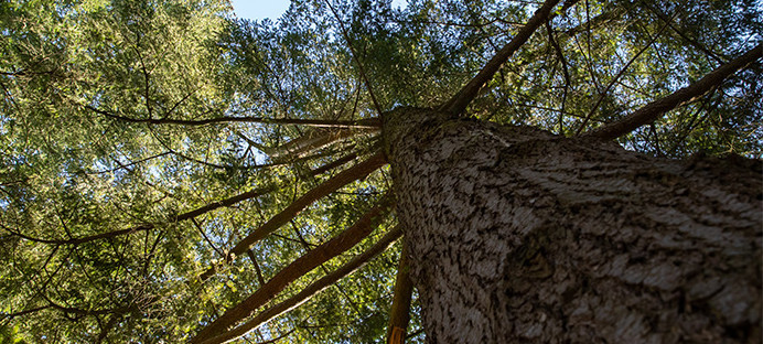 Blick nach oben in die Krone einer großen Douglasie.