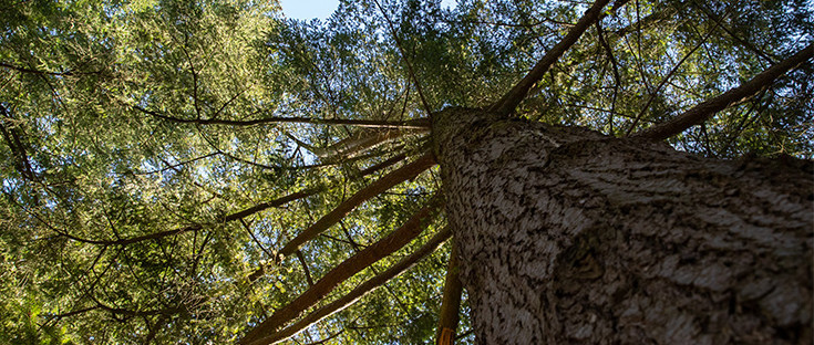 Blick nach oben in die Krone einer großen Douglasie.