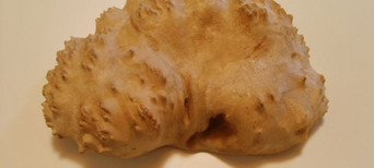 Naturbelassene Holzknolle mit vielen Erhebungen und interessanter Struktur.