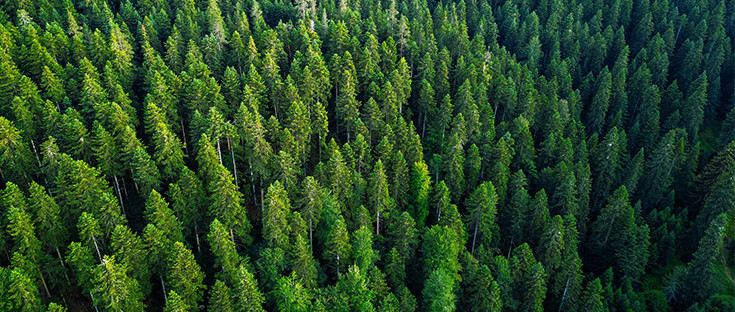 Luftaufnahme eines dichten Waldes mit Accoya-Holz.