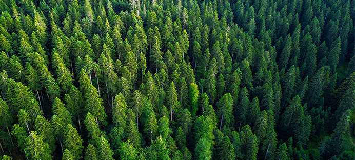 Luftaufnahme eines dichten Waldes mit Accoya-Holz.