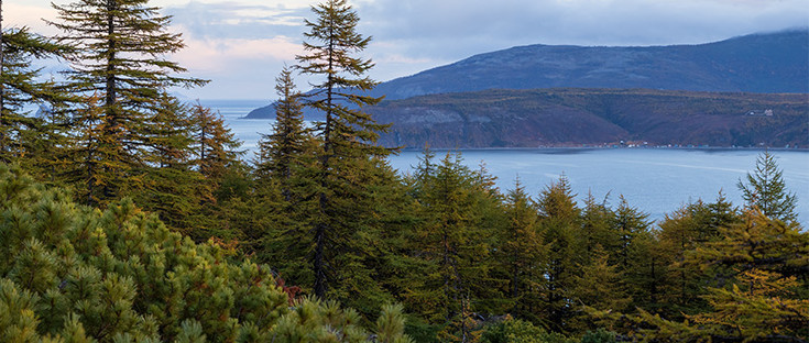 Ein Hügel mit Lärchenwald am Flussufer, dahinter erheben sich Berge.